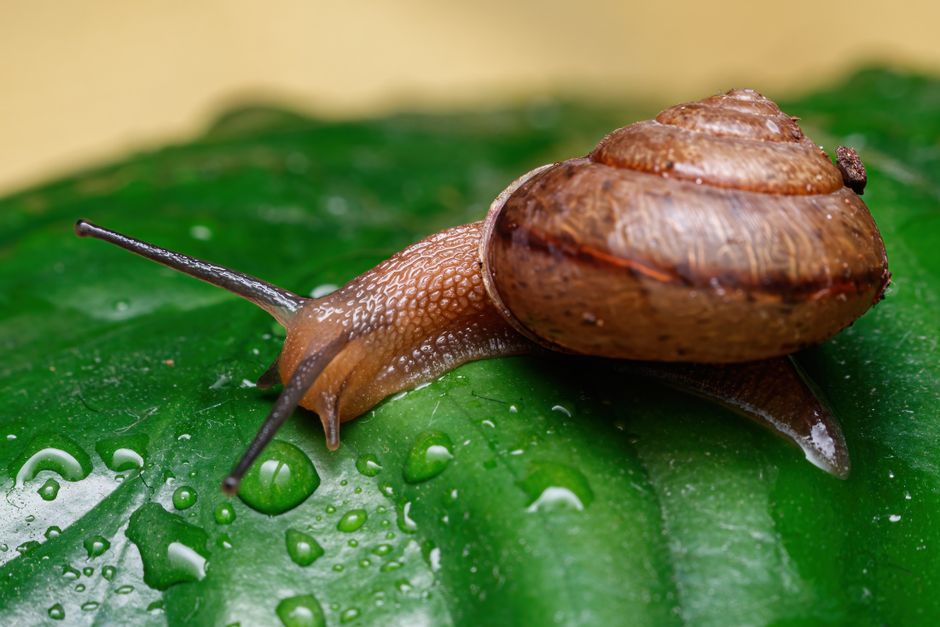 Caramujo com a concha sobre uma folha molhada depois da chuva