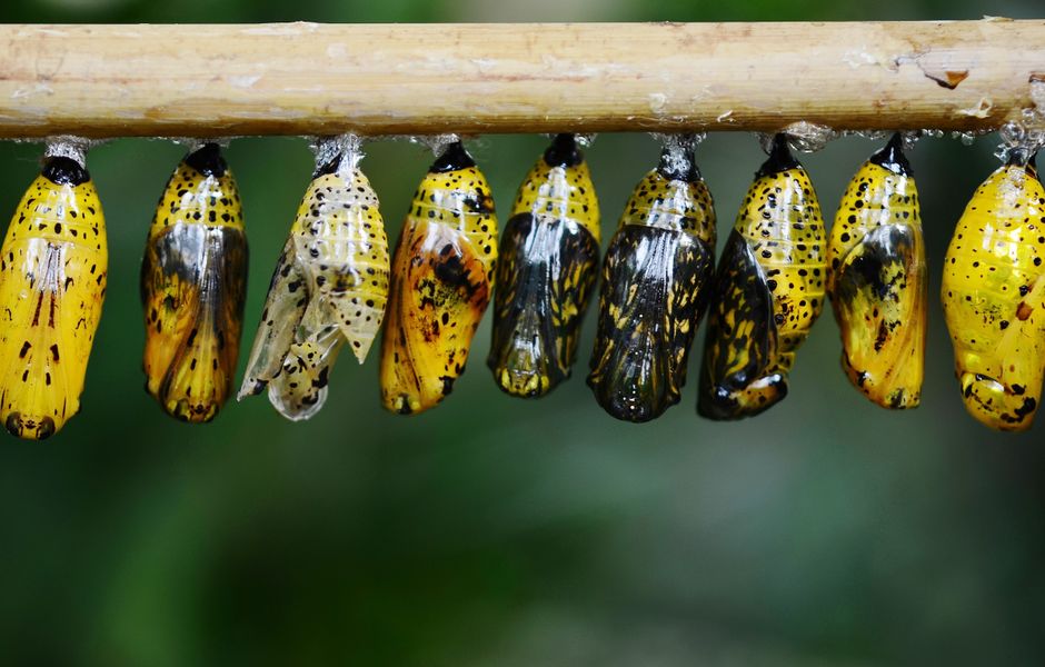 Casulo verde de borboleta pendurado em um raminho