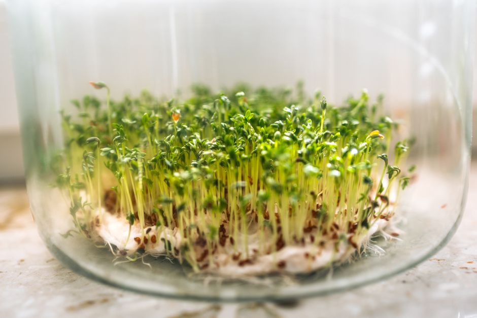 Grão de feijão germinando no algodão dentro de um copo de vidro