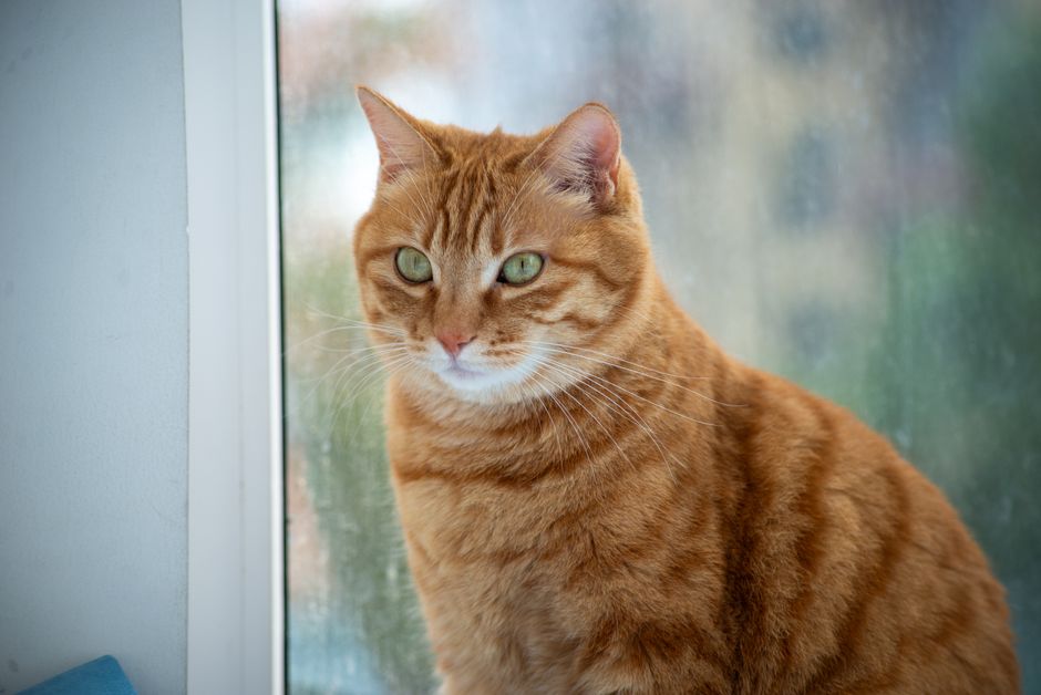 Gato laranja olhando a chuva pela janela