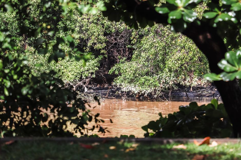 Floresta com rio ensolarado, inspiração para nomes ligados à natureza